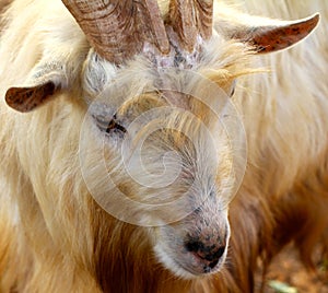 Wild Goat, Yomitan Village, Okinawa Japan