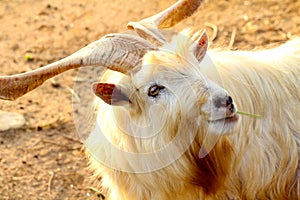 Wild Goat, Yomitan Village, Okinawa Japan