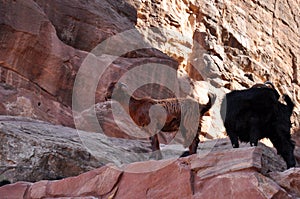 Wild goats