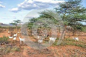 Wild Goats in Africa