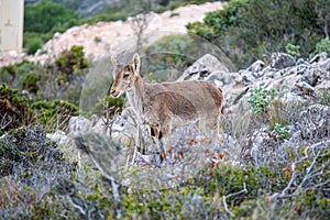 Wild goats on Calamorro peak sight viewpoint photo
