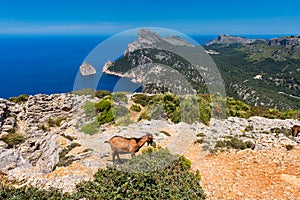 Wild Goats in Cap Formentor Mallorca