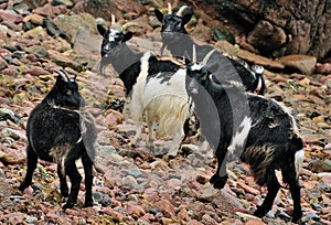 Wild goats (Capra aegagrus hircus) Scotland