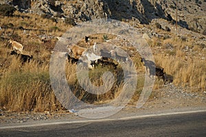 Wild goats, Capra aegagrus, ran across the Eparchiaki Odos Lardou-Lindou highway. Pefki, Rhodes Island, Greece