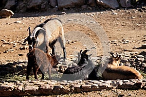 Wild goats grazing on mountains, rocks background.  Animals