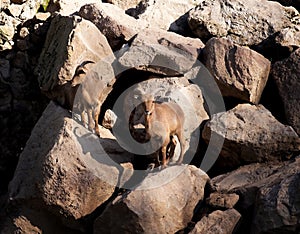 Wild goats grazing on mountains, rocks background. Animals