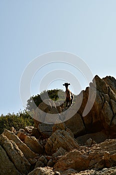 Wild goats on greece island kalymnos high contrast