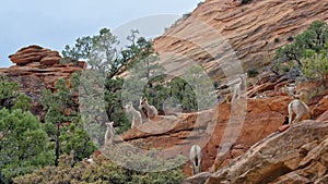 Wild goats on hillside in Zion National Park, Utah