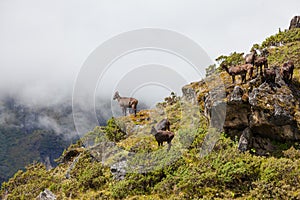 Wild goats