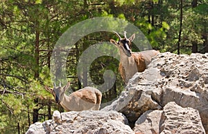 Wild goats kri-kri in Samaria Gorge. photo
