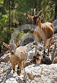 Wild goats kri-kri in Samaria Gorge photo