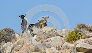 Wild goats in Milos island, Greece