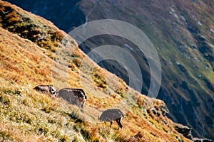 Wild goats resting and feeding in mountain pastures