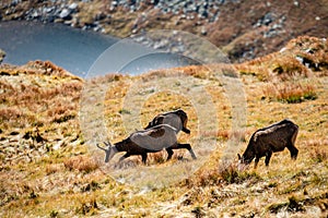 Wild goats resting and feeding in mountain pastures