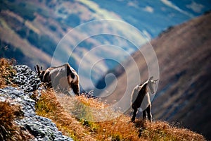 Wild goats resting and feeding in mountain pastures