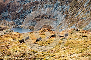 Wild goats resting and feeding in mountain pastures