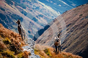 Wild goats resting and feeding in mountain pastures