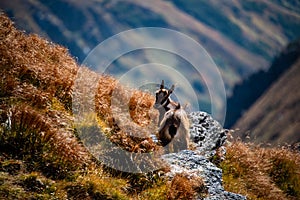 Wild goats resting and feeding in mountain pastures