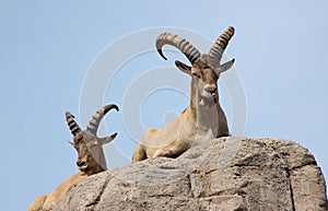 Wild goats on rock