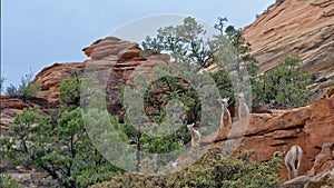 Wild goats in Zion National Park