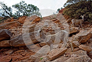 Wild goats on rocks