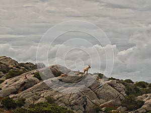 wild goats on Sardinian rocks