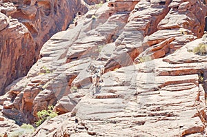 Wild goats standing on a redrock photo