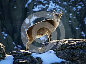 Wild goats at the top of the snowy mountain of Madrid in winter. The Morcuera photo