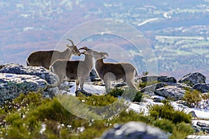 Wild goats at the top of the snowy mountain of Madrid in winter. The Morcuera photo