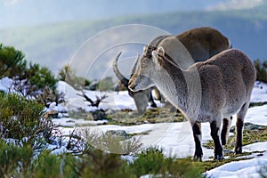 Wild goats at the top of the snowy mountain of Madrid in winter. The Morcuera photo