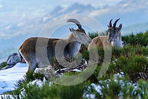 Wild goats at the top of the snowy mountain of Madrid in winter. The Morcuera photo