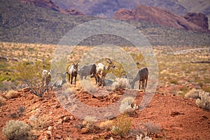 Wild Goats in The Valley of Fire State Park.