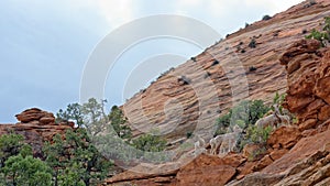 Wild goats in Zion National Park, Utah