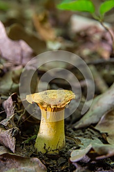 Wild golden-colored delicacy chanterelle mushroom in the forest amount green moss, wild edible mushrooms, close up