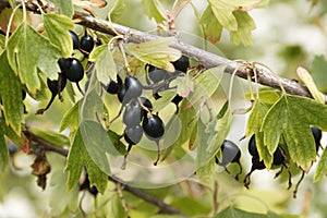 Wild golden currant.