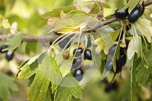 Wild golden currant.