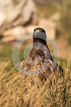 Wild golden eagle perched on the ground