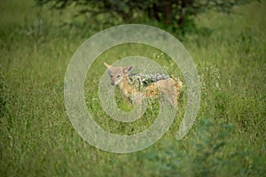 Wild Golden jackal walking through tall grass in its natural habitat