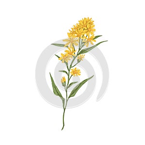Wild goldenrod flower. Vintage botanical drawing of medical floral plant. Solidago nemoralis, meadow herb. Realistic photo
