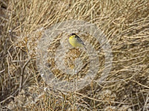 A wild goldfinch rests in an early autumn field