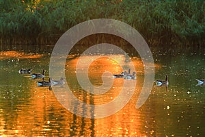 Wildlife on Danube river near Regensburg city, Germany