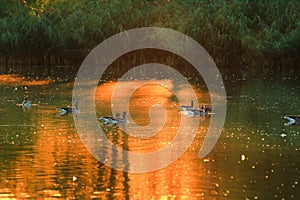 Wildlife on Danube river near Regensburg city, Germany