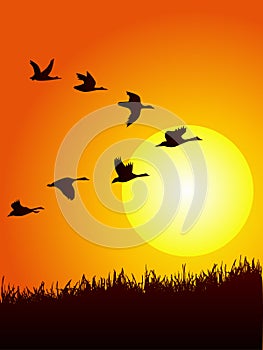 Wild goose flying in sunset