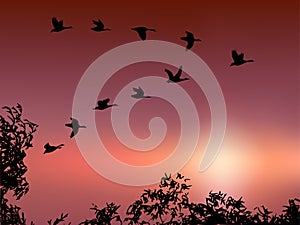Wild goose flying in sunset