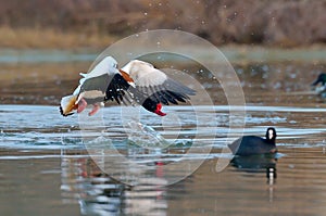 Wild goose flying (tadorna tadorna)