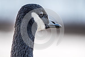 Wild goose in front of Castle Nymphenburg Palace in Munich, Germany