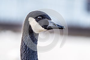 Wild goose in front of Castle Nymphenburg Palace in Munich, Germany