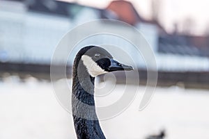 Wild goose in front of Castle Nymphenburg Palace in Munich, Germany