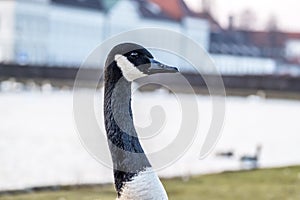 Wild goose in front of Castle Nymphenburg Palace in Munich, Germany