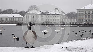 Wild goose in front of Castle Nymphenburg Palace in winter with snow